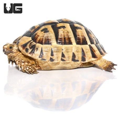 Giant Female Tunisian Greek Tortoise #2 (Testudo graeca) For Sale ...