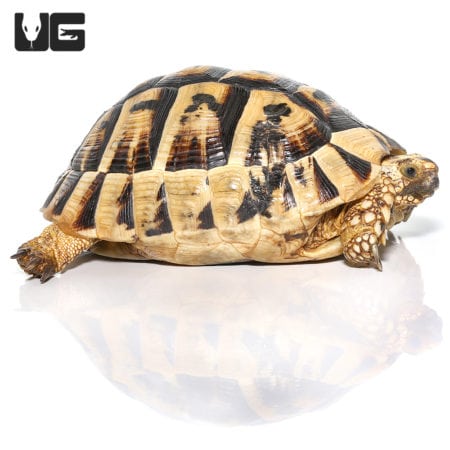 Giant female Tunisian Greek tortoise with distinctive shell markings, ideal for reptile enthusiasts.