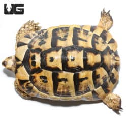 Giant Female Tunisian Greek Tortoise #2 (Testudo graeca) For Sale - Underground Reptiles