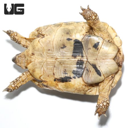 Giant female Tunisian Greek tortoise with detailed shell and textured skin.