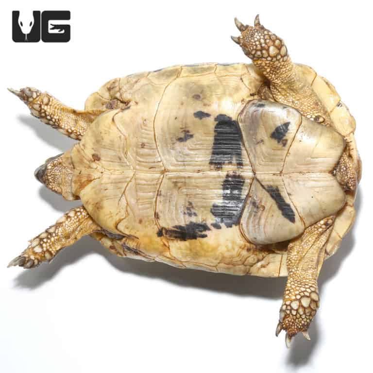 Giant Female Tunisian Greek Tortoise #2 (Testudo graeca) For Sale ...