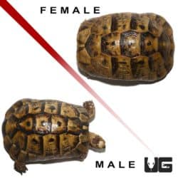 Tunisian Greek Tortoises (Testudo graeca) For Sale - Underground Reptiles
