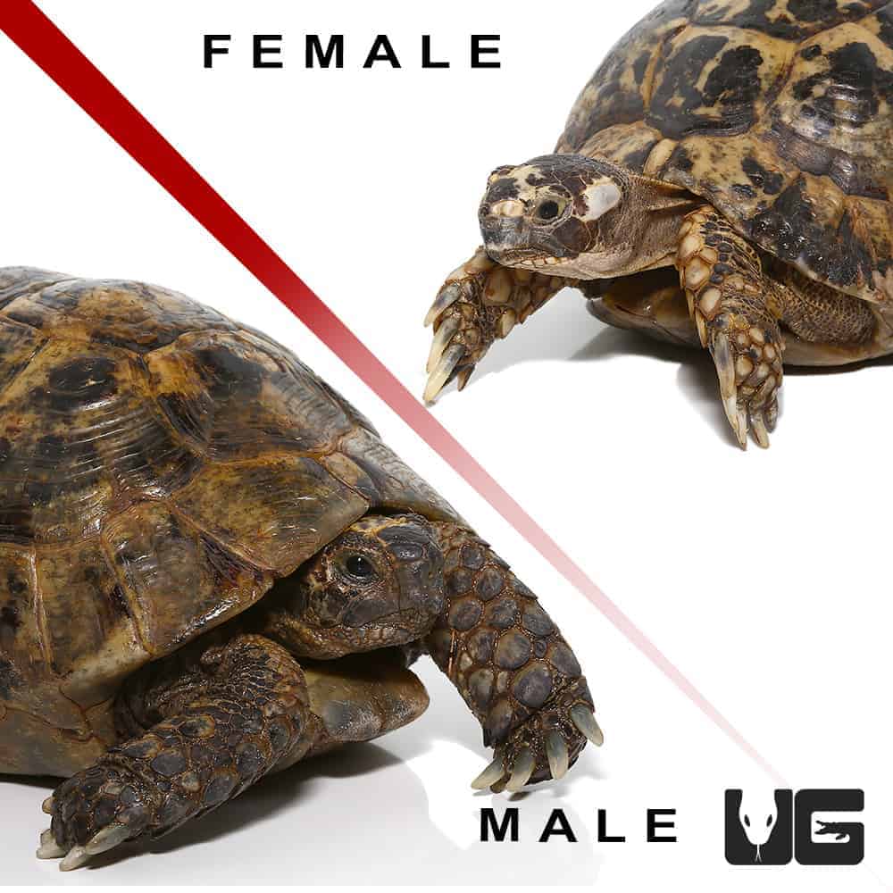 Moroccan Greek Tortoises (Testudo graeca) For Sale - Underground Reptiles