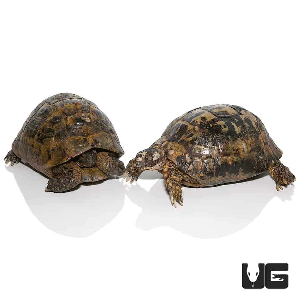 Moroccan Greek Tortoises (Testudo graeca) For Sale - Underground Reptiles