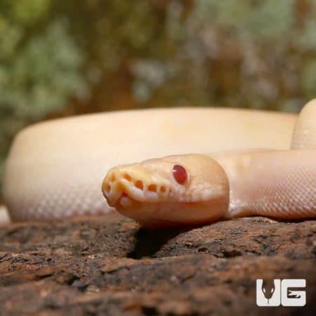 Juvenile Female Candino Champagne Ball Python (Python regius) For Sale - Underground Reptiles