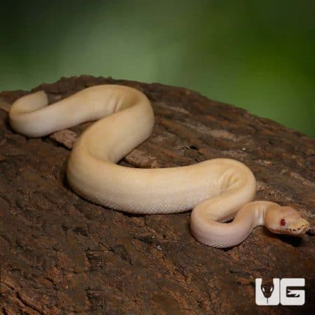 Juvenile Female Candino Champagne Ball Python (Python regius) For Sale - Underground Reptiles