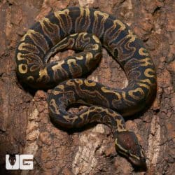 Juvenile Female GHI Ball Python (Python regius) For Sale - Underground Reptiles