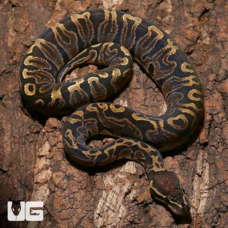 Juvenile Female GHI Ball Python (Python regius) For Sale - Underground Reptiles