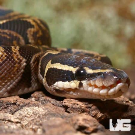 Juvenile Female GHI Ball Python (Python regius) For Sale - Underground Reptiles