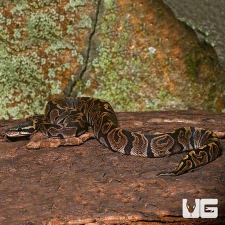 Female GHI Het Pied Ball Python resting on a log.