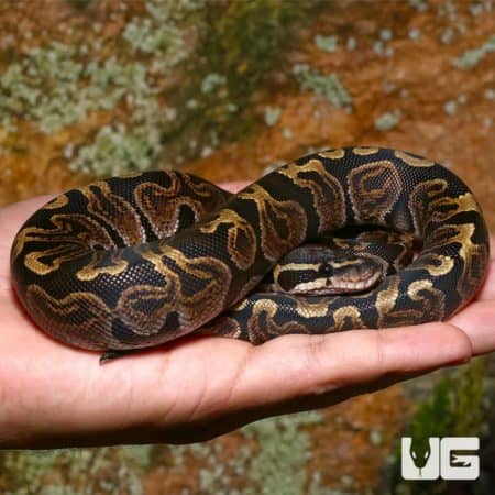 Female GHI Het Pied Ball Python resting on a hand, showcasing vibrant pattern and coloration.