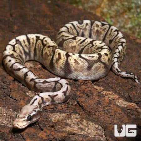 Juvenile female GHI Pewter Bee Ball Python on natural bark background.