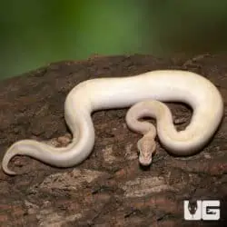 Juvenile Female Ivory Het Pied Ball Python (Python regius) For Sale - Underground Reptiles