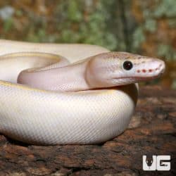 Juvenile Female Ivory Het Pied Ball Python (Python regius) For Sale - Underground Reptiles