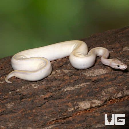 Ivory Het Clown Ball Python on a tree branch, showcasing its unique coloration and pattern.