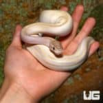 Juvenile Female Ivory Het Pied Ball Python (Python regius) For Sale - Underground Reptiles