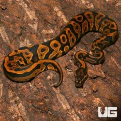 Juvenile Female Leopard Yellowbelly Het Pied Ball Pythons (Python regius) For Sale - Underground Reptiles