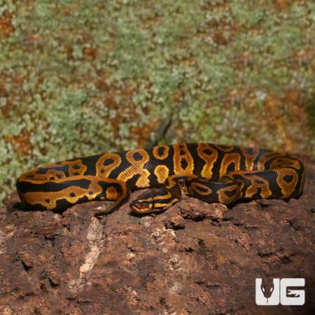 Leopard Yellowbelly Het Pied Ball Python on a textured bark background.