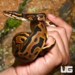 Juvenile Female Leopard Yellowbelly Het Pied Ball Pythons (Python regius) For Sale - Underground Reptiles