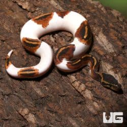 Juvenile Male Leopard Yellowbelly Pied Ball Pythons (Python regius) For Sale - Underground Reptiles