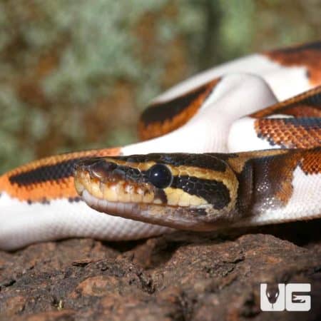 Leopard Yellowbelly Pied Ball Python, juvenile male, showcasing vibrant coloration and unique patter.