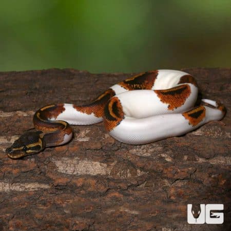 Juvenile Male Leopard Yellowbelly Pied Ball Pythons (Python regius) For Sale - Underground Reptiles