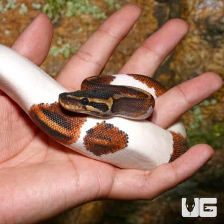 Juvenile Male Leopard Yellowbelly Pied Ball Pythons (Python regius) For Sale - Underground Reptiles