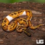 Juvenile Male Pastel Enchi Pied Ball Python (Python regius) For Sale - Underground Reptiles