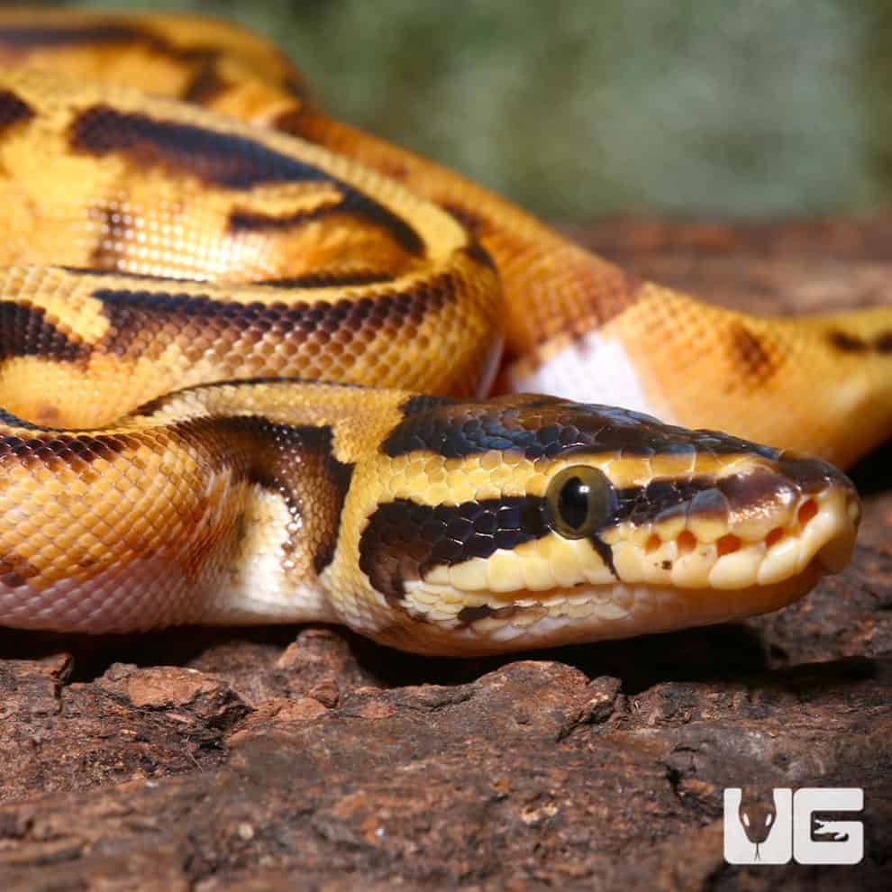 Baby Pastel Enchi Ball Python For Sale Underground Reptiles