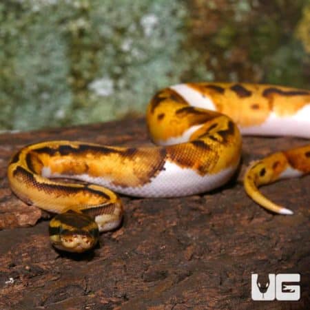 Pastel Pied Ball Python on wood background.
