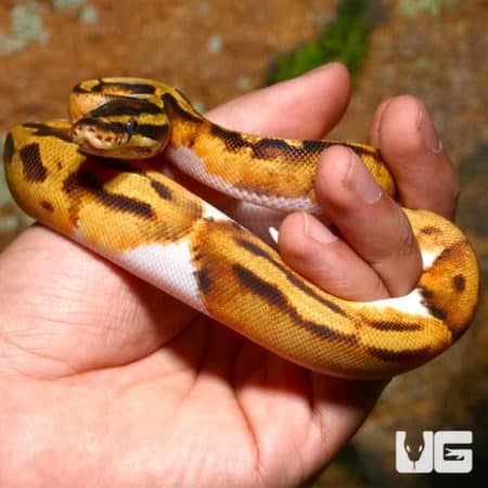 Beautiful baby female Pastel Pied Ball Python held in hand, showcasing vibrant yellow, black, and wh.