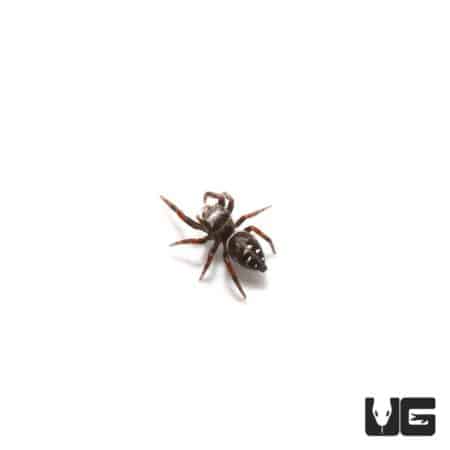 Jumping spider juvenile Phidippus adumbratus, 0.25-0.5 inches, on a white background.