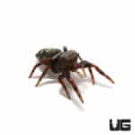 Juvenile Phidippus Adumbratus Jumping Spider (Phidippus Adumbratus) For Sale - Underground Reptiles