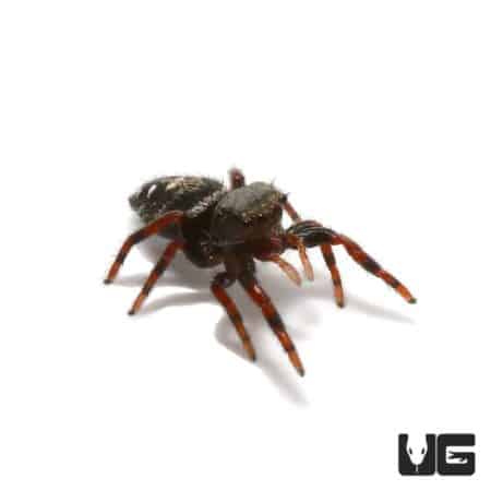 Juvenile Phidippus Adumbratus Jumping Spider (Phidippus Adumbratus) For Sale - Underground Reptiles