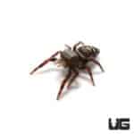 Juvenile Phidippus Adumbratus Jumping Spider (Phidippus Adumbratus) For Sale - Underground Reptiles
