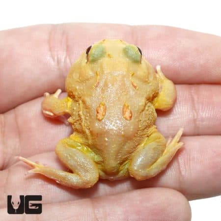 Pikachu Pacman Frogs (Ceratophrys cranwelli) for sale - Underground Reptiles