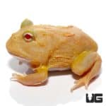 Pikachu Pacman Frogs (Ceratophrys cranwelli) for sale - Underground Reptiles