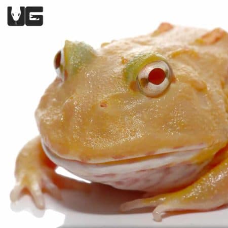 Pikachu Pacman Frogs (Ceratophrys cranwelli) for sale - Underground Reptiles