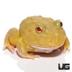 Super Pikachu Pacman Frogs (Ceratophrys cranwelli) for sale - Underground Reptiles