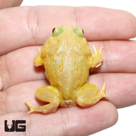 Super Pikachu Pacman Frogs (Ceratophrys cranwelli) for sale - Underground Reptiles