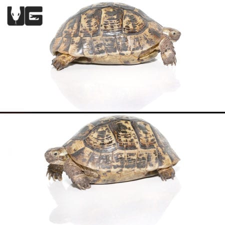 Moroccan Greek Tortoises (Testudo graeca) For Sale - Underground Reptiles