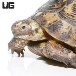 Moroccan Greek Tortoises (Testudo graeca) For Sale - Underground Reptiles
