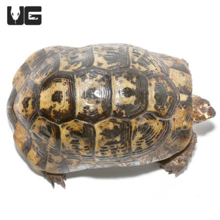 Moroccan Greek Tortoises (Testudo graeca) For Sale - Underground Reptiles