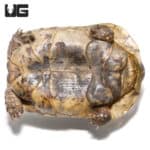 Moroccan Greek Tortoises (Testudo graeca) For Sale - Underground Reptiles