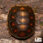 Baby Redfoot Tortoises (Chelonoidis carbonaria) For Sale - Underground Reptiles