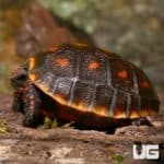Baby Redfoot Tortoises (Chelonoidis carbonaria) For Sale - Underground Reptiles