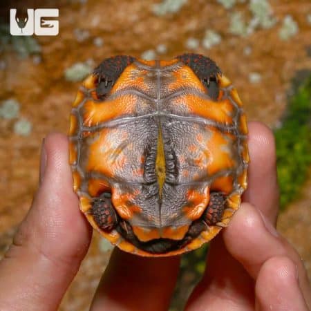Baby Redfoot Tortoises (Chelonoidis carbonaria) For Sale - Underground Reptiles