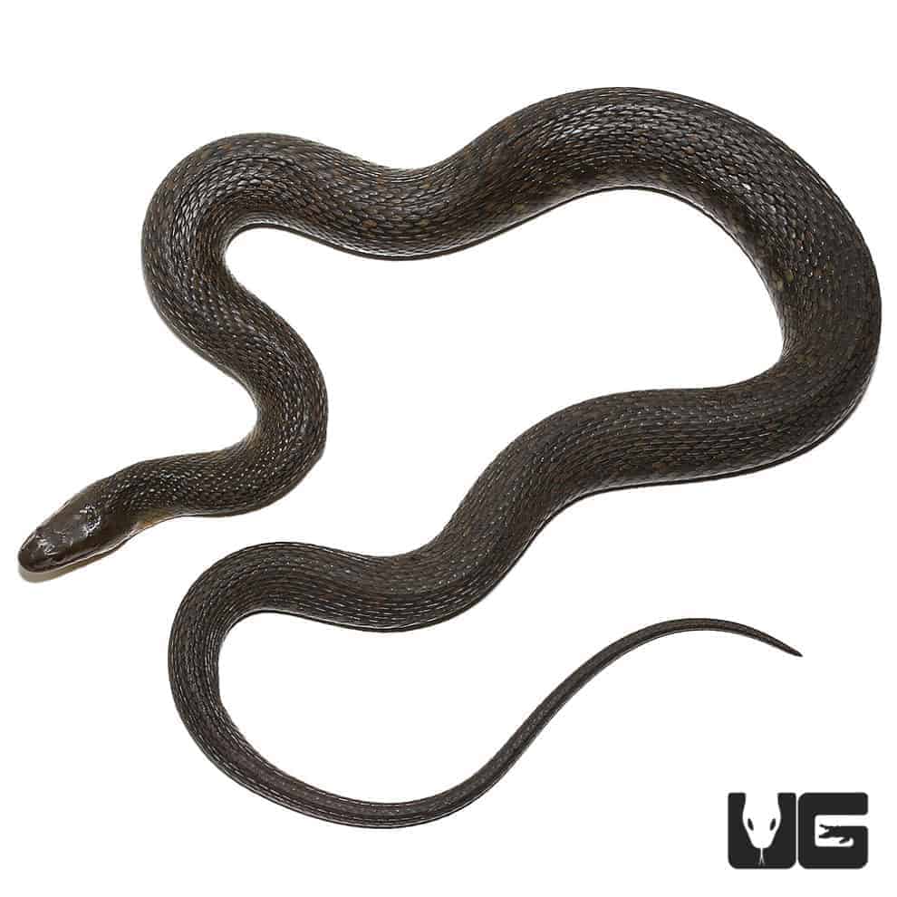 Green Water Snakes (Nerodia taxispilota) For Sale Underground Reptiles