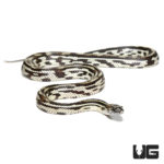 Male Mosaic Jungle Cornsnake (Pantherophis guttatus) For Sale - Underground Reptiles