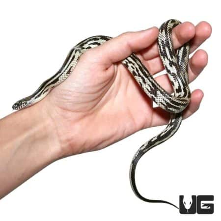 C.B. male mosaic jungle cornsnake held in hand, showcasing vibrant pattern.